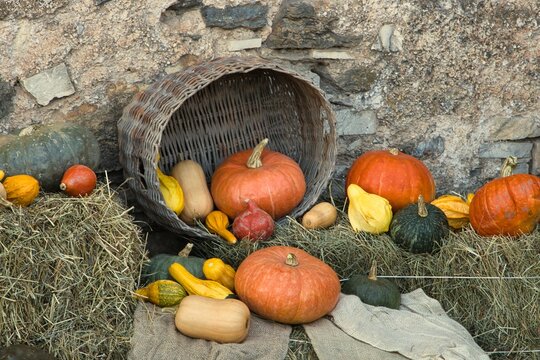 Zucche di halloween e cesto