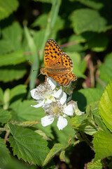 Dark Green fritillary butterfly feeding from a bramble flower