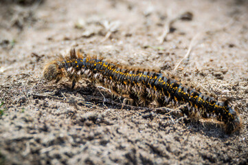 Drinker moth caterpillar crossing dry ground