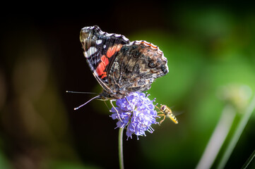Red Admiral butterfly with its wings up feeding from Devil's-bit scabious