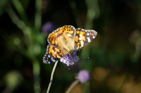 Painted Lady butterfly seen from above on Devil's-bit scabious