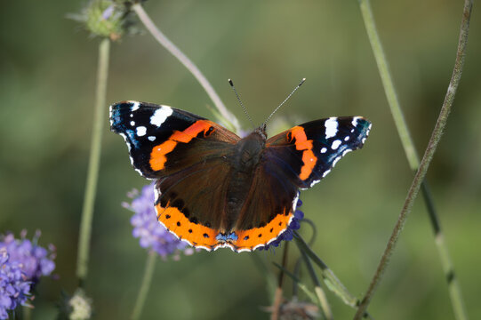 Red Admiral butterfly with its wings wide open