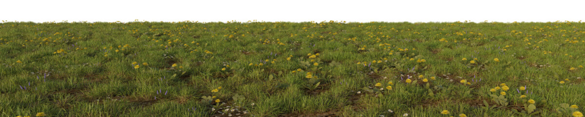 grass with flowers isolated white background 3d rendered