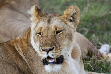 Portrait of a lioness resting on green grass with her mouth open and eyes closed