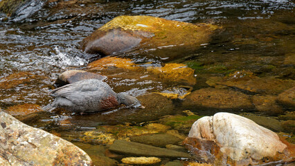 Blue duck or whio in Kahurangi National Park, Aotearoa / New Zealand.