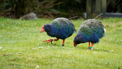 Takahe, endangered bird of Aotearoa / New Zealand.