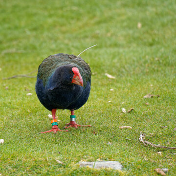Takahe, endangered bird of Aotearoa / New Zealand.