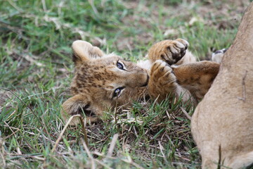 Baby lion cub playing with his older sibling