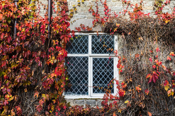Red leaves around an old window