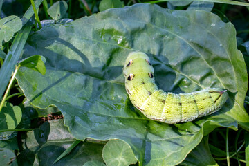 Deilephila elpenor caterpillar. Caterpillar with a horn on its tail on a green leaf. Green...