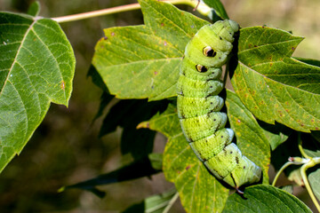 Deilephila elpenor caterpillar. Caterpillar with a horn on its tail on a green leaf. Green caterpillar on a leaf close-up. Caterpillar of the medium wine hawk-hawk