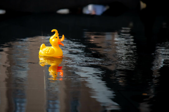 paperella in acqua