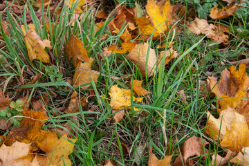 Autumn multicolored leaves lying among green grass on a clear autumn day. Leaf.