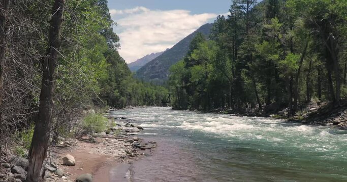 Beautiful footage of the Anima river surrounded by green trees and dry branches under a cloudy sky