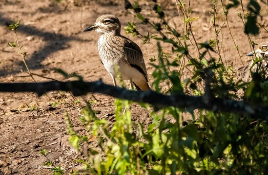 Close-up view of a water thick-knee perching on the soil on a sunny day