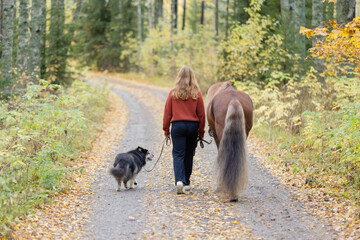 Young woman walking on gravel road with Icelandic horse and Lapponian Herder in autumn scenery.