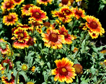 Closeup of a bunch of Gaillardia 'Arizona Sun' flowers