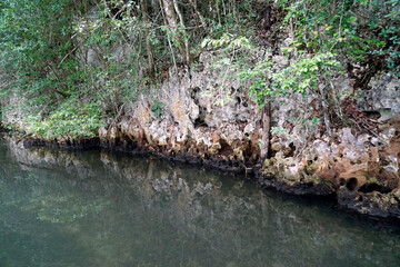 huge los haitises mangrove forest