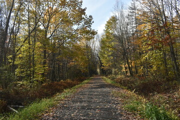 Forêt Drummond 16 Octobre 2022