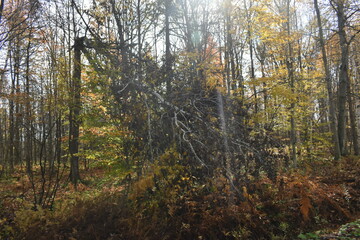 Fototapeta premium Forêt Drummond 16 Octobre 2022