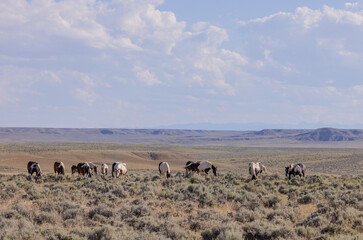 Fototapeta na wymiar Beautiful Wild Horses in Summer in the Wyoming Desert