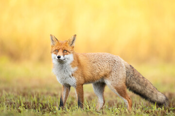 Naklejka na ściany i meble Fox Vulpes vulpes in autumn scenery, Poland Europe, animal walking among autumn meadow in orange background 