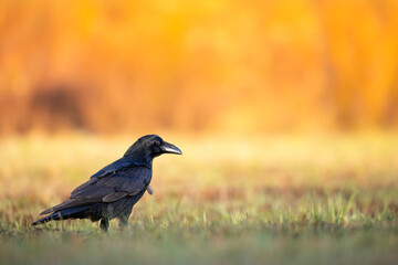 beautiful raven Corvus corax walking in autumn meadow, amazing orange background, warm light North Poland Europe