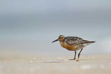 Shorebird - adult Calidris canutus, Red Knot on the Baltic Sea shore, migratory bird Poland Europe