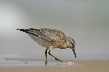 Shorebird - juvenile Calidris canutus, Red Knot on the Baltic Sea shore, migratory bird Poland Europe