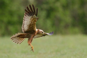 Flying Birds of prey Marsh harrier Circus aeruginosus, hunting time Poland Europe