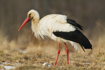 Bird White Stork Ciconia ciconia hunting time early spring in Poland Europe	