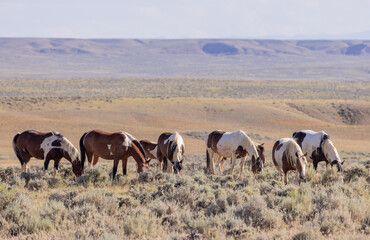 Naklejka na ściany i meble Beautiful Wild Horses in Summer in the Wyoming Desert