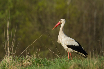 Bird White Stork Ciconia ciconia hunting time early spring in Poland Europe	