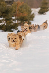 dogs walking outdoor in snow in winter time