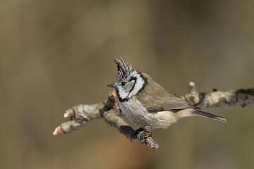 Bird Crested tit Lophophanes cristatus small bird perched on the tree in forest, Poland Europe