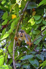 Spider Monkey, Ateles Geoffroi, mother and baby endangered, in tropical jungle trees of Costa Rica. America.