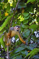 Spider Monkey, Ateles Geoffroi, mother and baby endangered, in tropical jungle trees of Costa Rica. America.