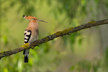 Bird Hoopoe Upupa epops, summer time in Poland Europe