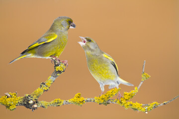 European greenfinch Chloris chloris or common greenfinch songbird winter time blurred background