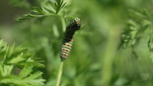 Eine Raupe frisst ein Blatt