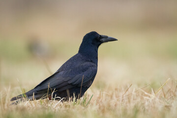 Bird Rook corvus frugilegus landing, black bird in autumn time, Poland Europe