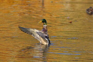 kaczka krzyżówka © pinkf