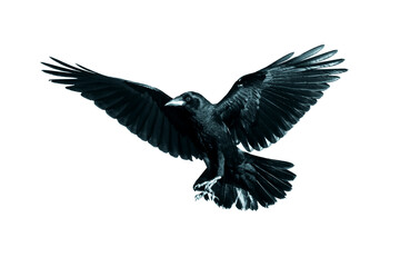 Rook Corvus frugilegus flying black bird isolated on white background