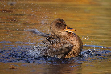 kaczka krzyżówka © pinkf