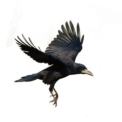 Rook Corvus frugilegus flying black bird isolated on white background