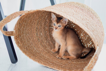Funny cute little ginger abyssinian Kitten cat playing and jumping with wicker brown basket....