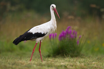 Bird White Stork Ciconia ciconia hunting time summer in Poland Europe	