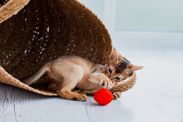 Studio shot of small cute abyssinian kitten playing with red ball in the basket at home, white wall...
