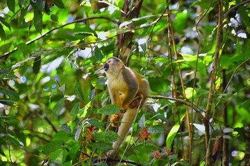 Spider Monkey, Ateles Geoffroi, mother and baby endangered, in tropical jungle trees of Costa Rica. America.