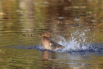 kaczka krzyżówka © pinkf